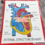 Internal Structure of Heart